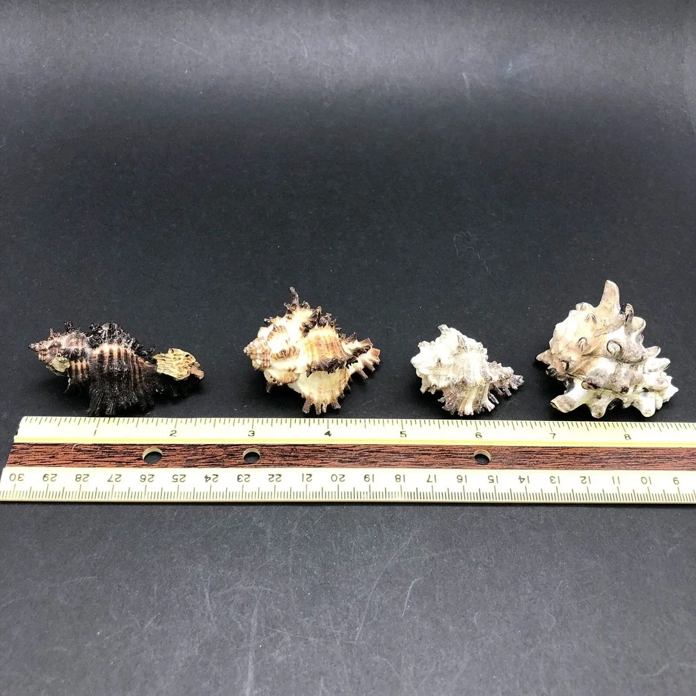 Vintage Lot of 4 Seashells Apple Murex and Murex Radix‎ Shells Approximately 2